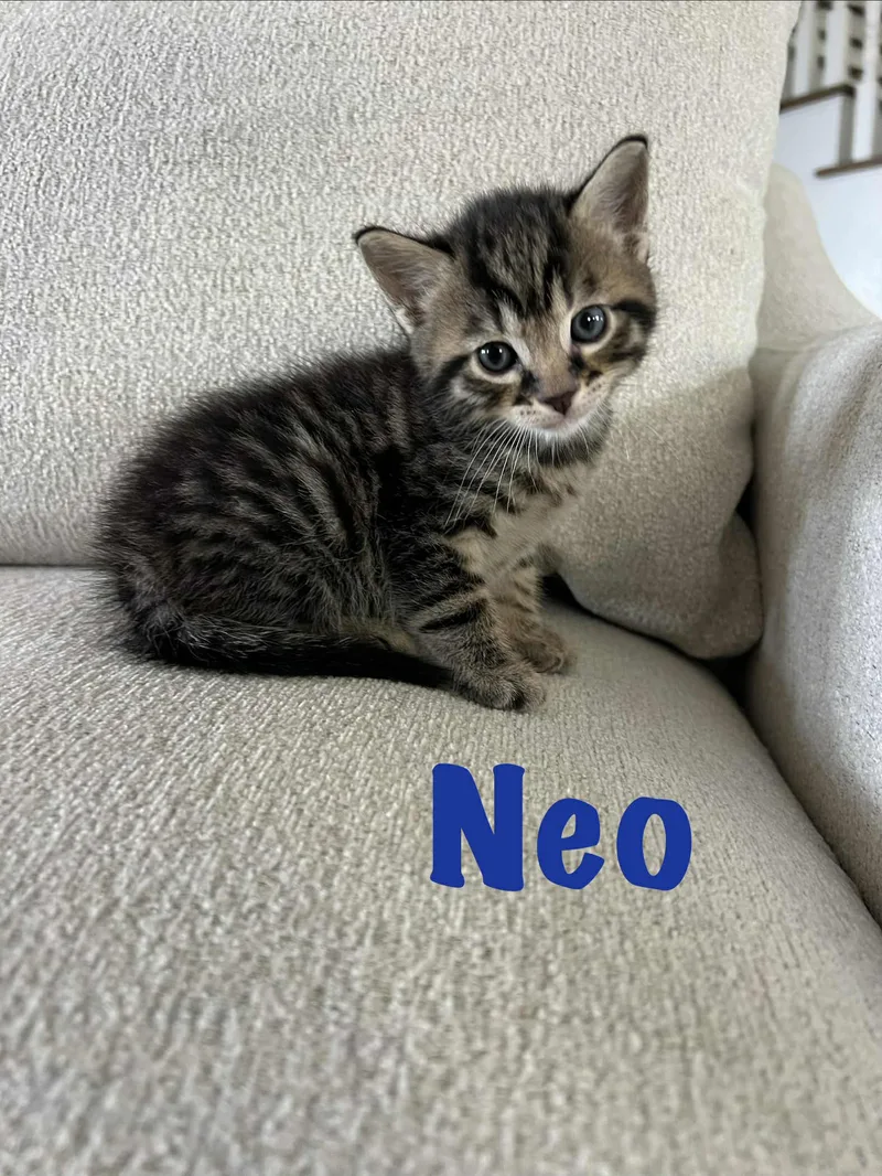 A baby small-sized male Tabby (Leopard / Spotted) Domestic Short Hair cat named Neo Ched for adoption in Staten Island, NY