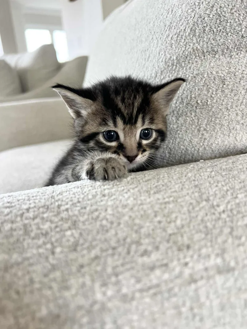 Neo Ched thumbnail 6