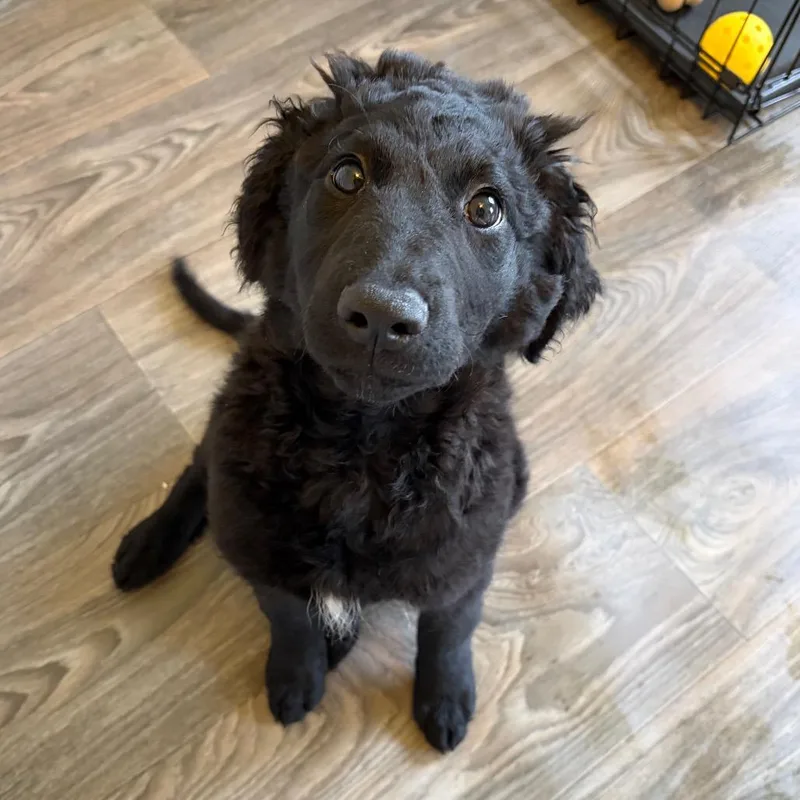 A baby small-sized female Black Labrador Retriever dog named Fiona for adoption in Fredericksburg, VA