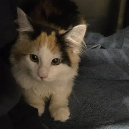A baby small-sized female Domestic Medium Hair cat named Ginger for adoption in Voorhees, NJ
