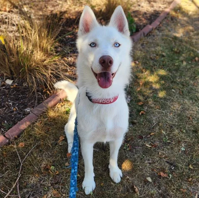 A young medium-sized female Husky dog named Snow for adoption in Minneapolis, MN