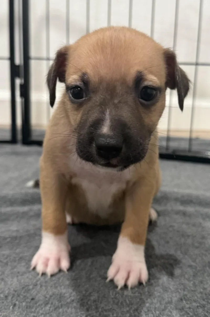 A baby medium-sized female Labrador Retriever dog named Mayhem for adoption in Los angeles, CA