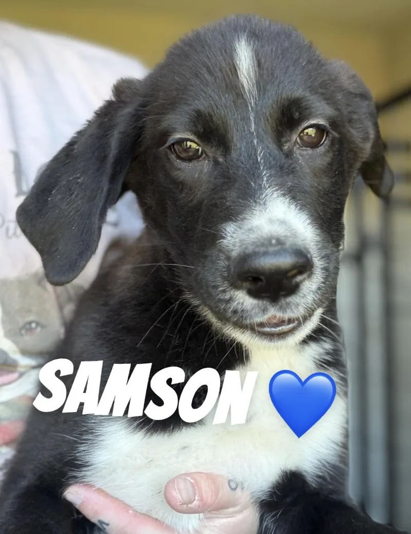 A baby large-sized male Border Collie dog named Samson for adoption in Felton, PA