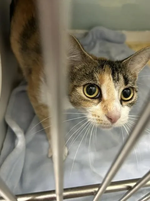 An adult medium-sized female Gray & White Domestic Short Hair cat named Aria for adoption in Muskegon, MI