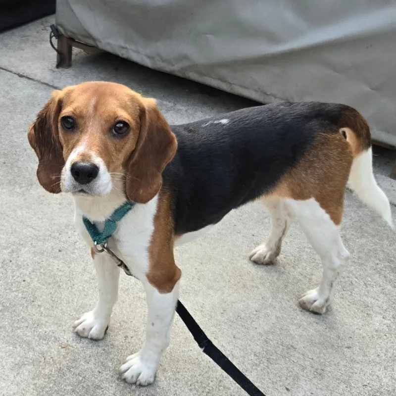 An adult small-sized female Black Beagle dog named Chrissy for adoption in Waukesha, WI