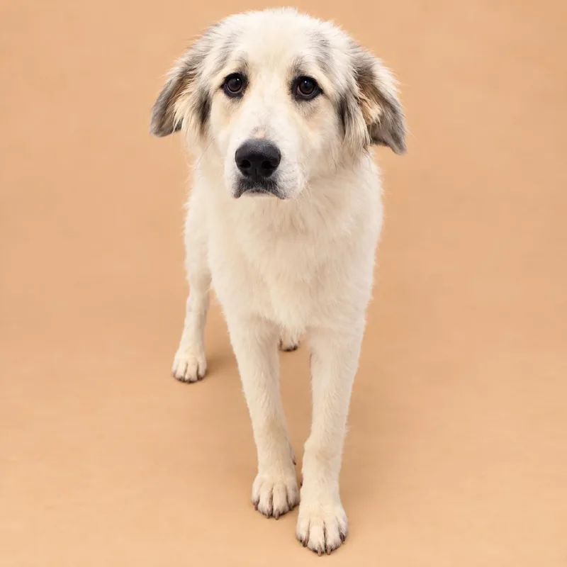 A young large-sized female White / Cream Great Pyrenees dog named Clarabelle for adoption in Concord, NC