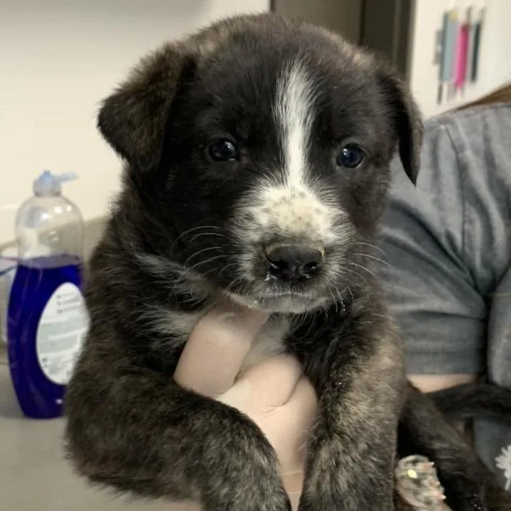 A baby small-sized male Brindle Shepherd dog named Ray for adoption in Cleveland, MS