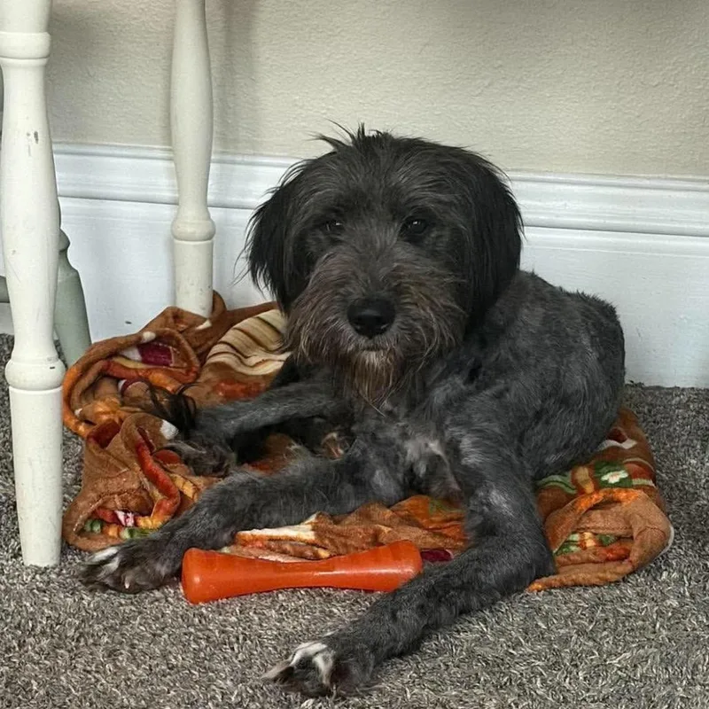 A young large-sized female Black Standard Poodle dog named Oksana for adoption in Edwards, IL