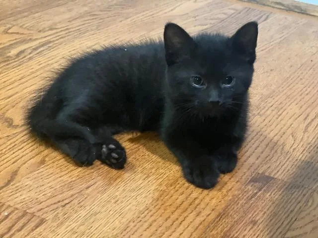 A baby small-sized female Domestic Short Hair cat named Squealy for adoption in Louisville, KY