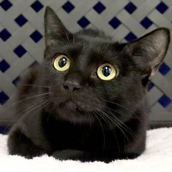 A young medium-sized female Domestic Short Hair cat named Ophelia for adoption in Fort Davis, TX