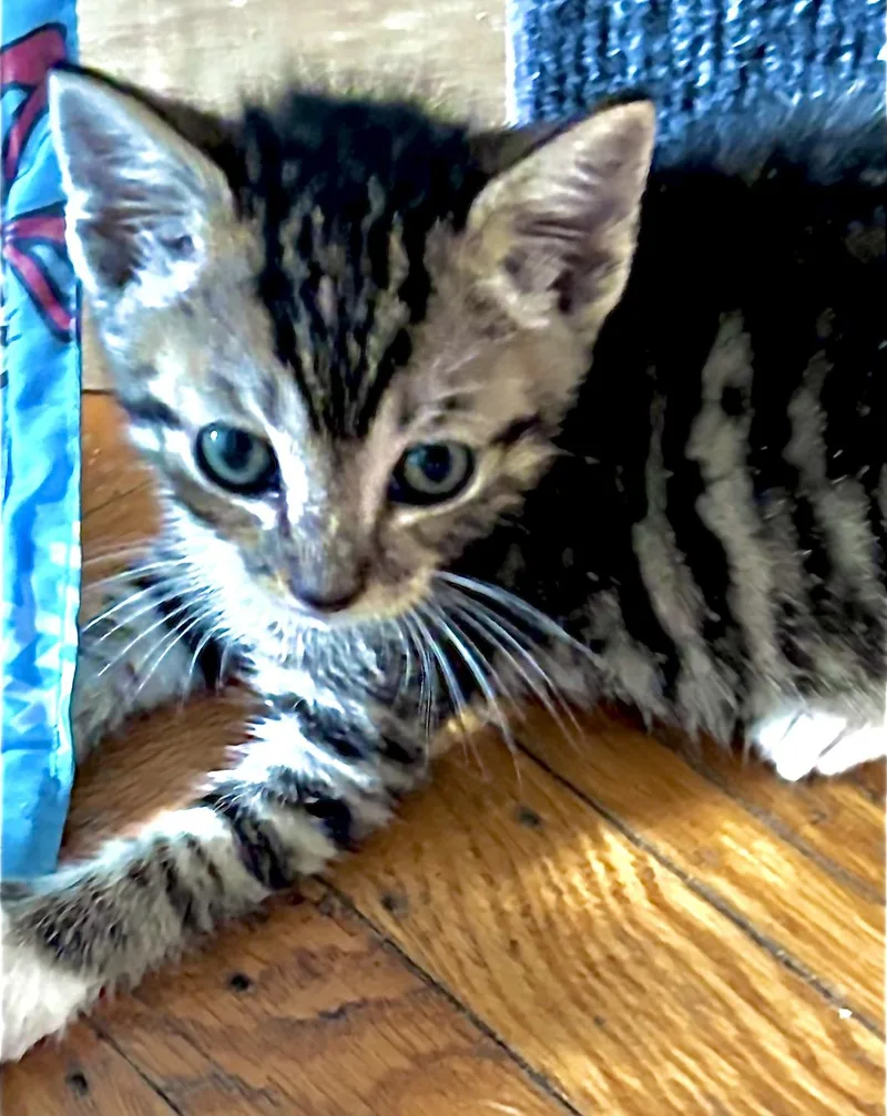 A baby small-sized female Tabby cat named Sunny for adoption in Long Beach, NY