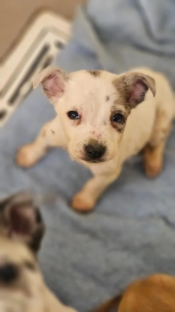 A baby small-sized female Cattle Dog dog named Lilac for adoption in Crossville, TN