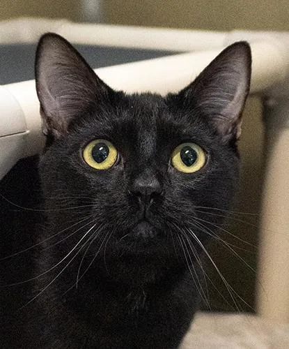 A young medium-sized male Black Domestic Short Hair cat named Zimu for adoption in Encinitas, CA