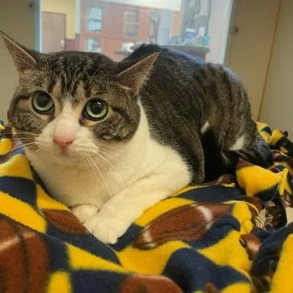 An adult medium-sized female Tabby (Brown / Chocolate) Domestic Short Hair cat named Matilda for adoption in Rochester, MN