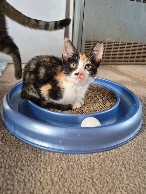 Echo
