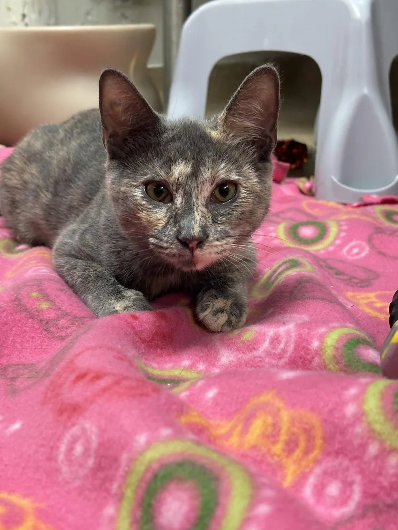 A baby medium-sized female Domestic Short Hair cat named Pebbles  bonded pair for adoption in Brick, NJ