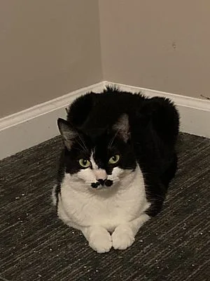 An adult medium-sized female Black & White / Tuxedo Domestic Short Hair cat named Miss Tash for adoption in Claymont, DE