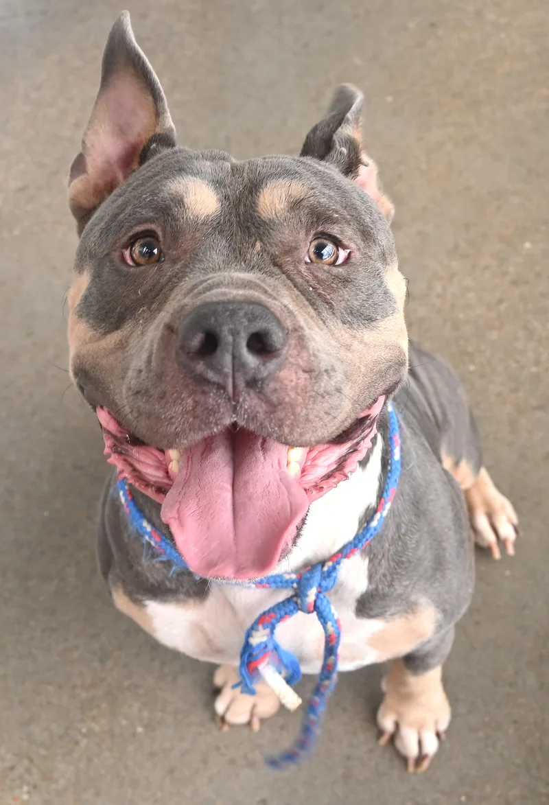 An adult medium-sized male Pit Bull Terrier dog named 22830 for adoption in Broken Arrow, OK