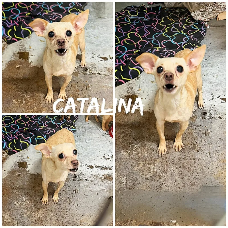 An adult small-sized female Golden Chihuahua dog named Catalina for adoption in Saint James, MO