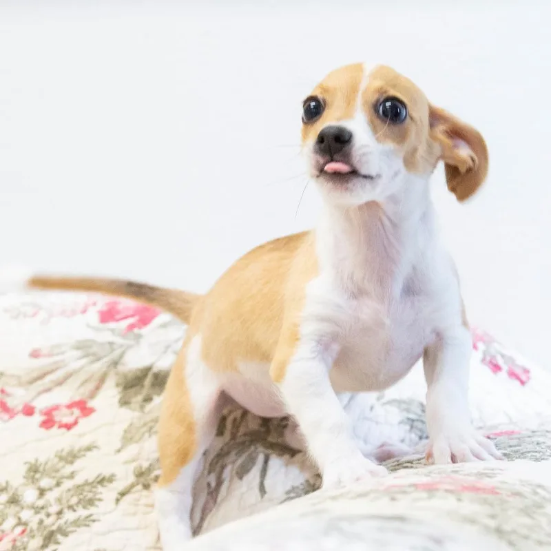 A baby small-sized female Yellow / Tan / Blond / Fawn Mixed Breed dog named Gemma for adoption in Cartersville, GA