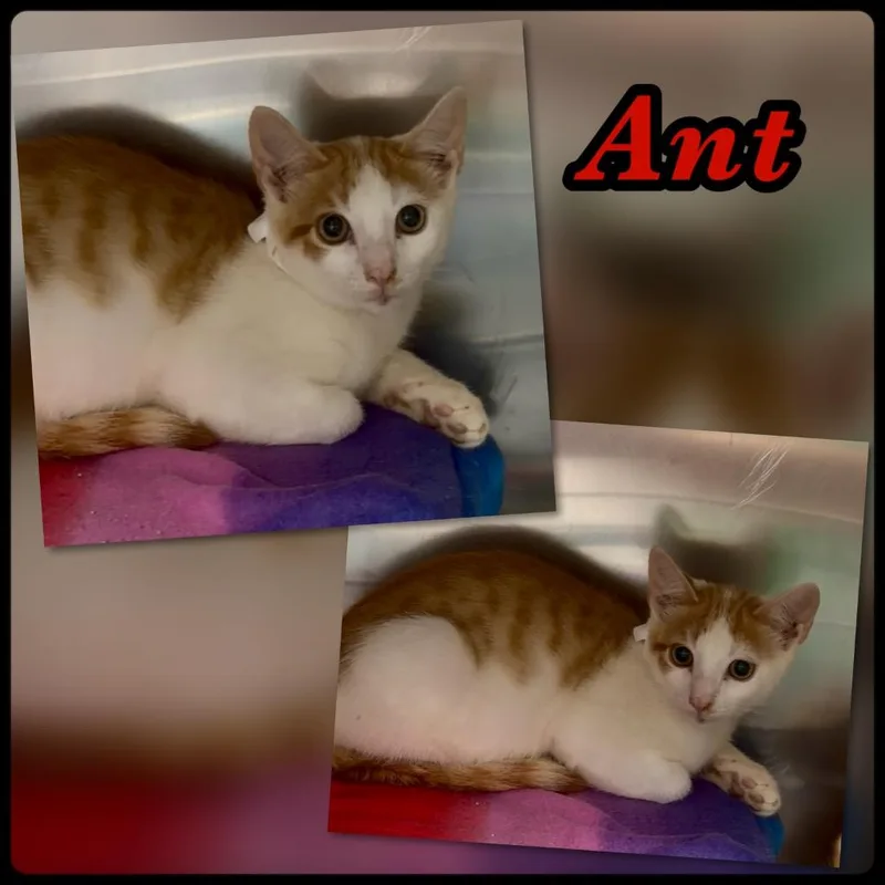Ant
