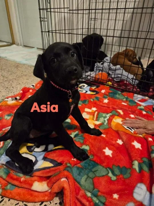 A baby medium-sized female Black Labrador Retriever dog named Asia for adoption in Huntington, NY