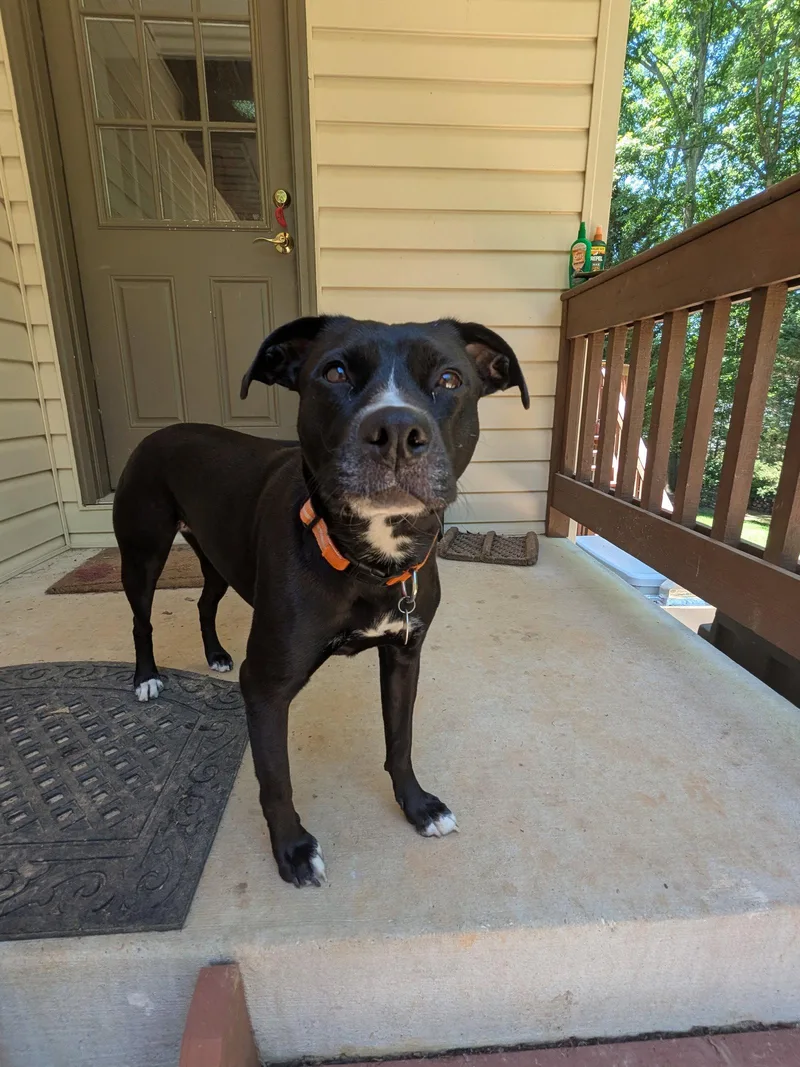 A young medium-sized female Black Labrador Retriever dog named Mocha for adoption in Fairfax Station, VA