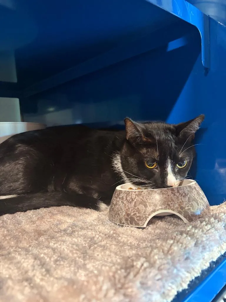 A young medium-sized male Domestic Short Hair cat named Chunky for adoption in Ashland, WI