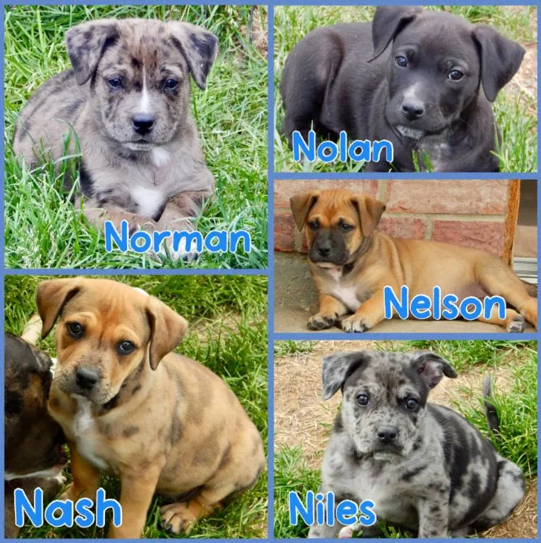 Males N Litter thumbnail 2