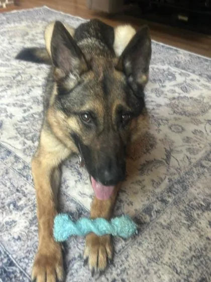 Simba