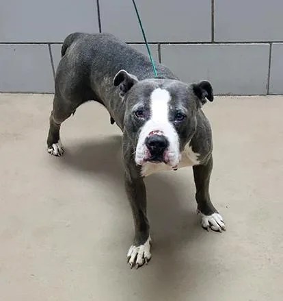 An adult medium-sized female Gray / Blue / Silver Mixed Breed dog named Posey for adoption in Nashville, TN