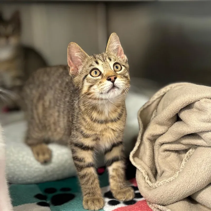A baby small-sized female Brown / Chocolate Domestic Short Hair cat named Pesto for adoption in Nashville, IN