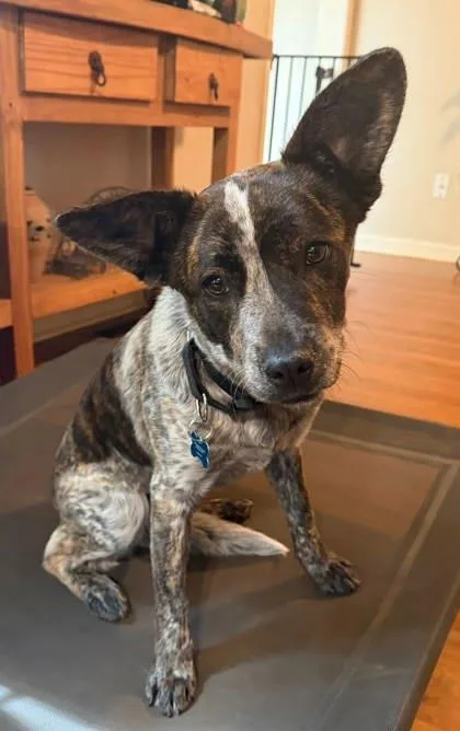 A young medium-sized female Mixed Breed dog named Annabelle for adoption in Chamblee, GA