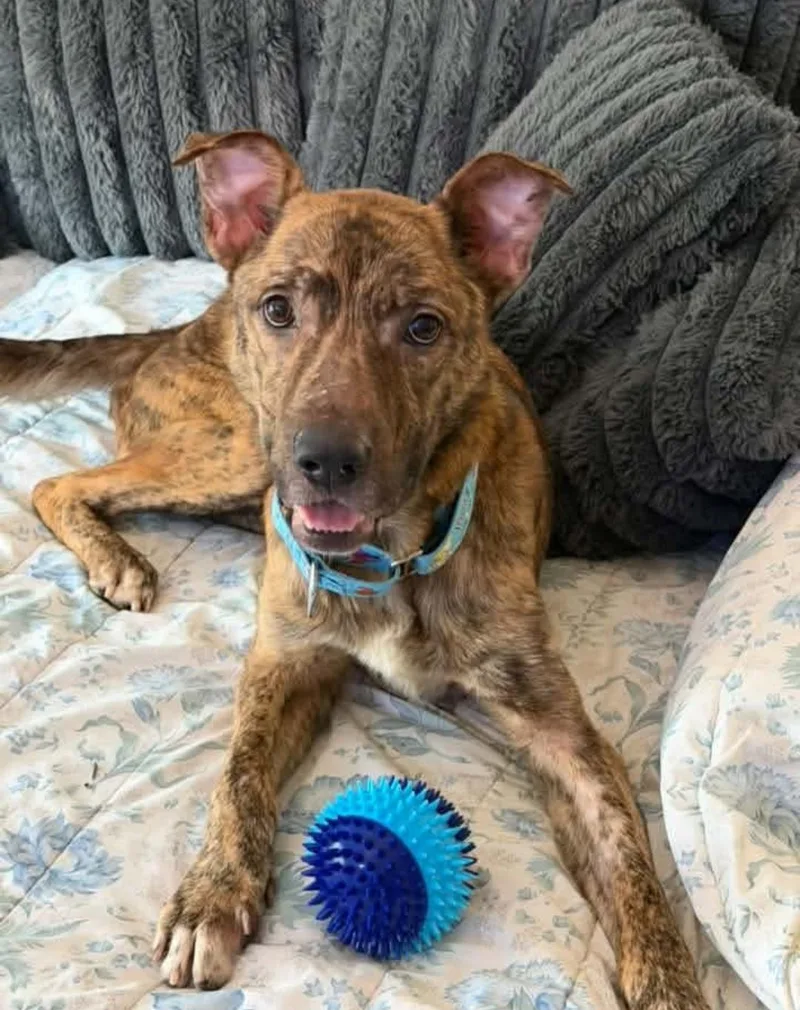 An adult large-sized male Pit Bull Terrier dog named Bad Bunny for adoption in merrillville, IN