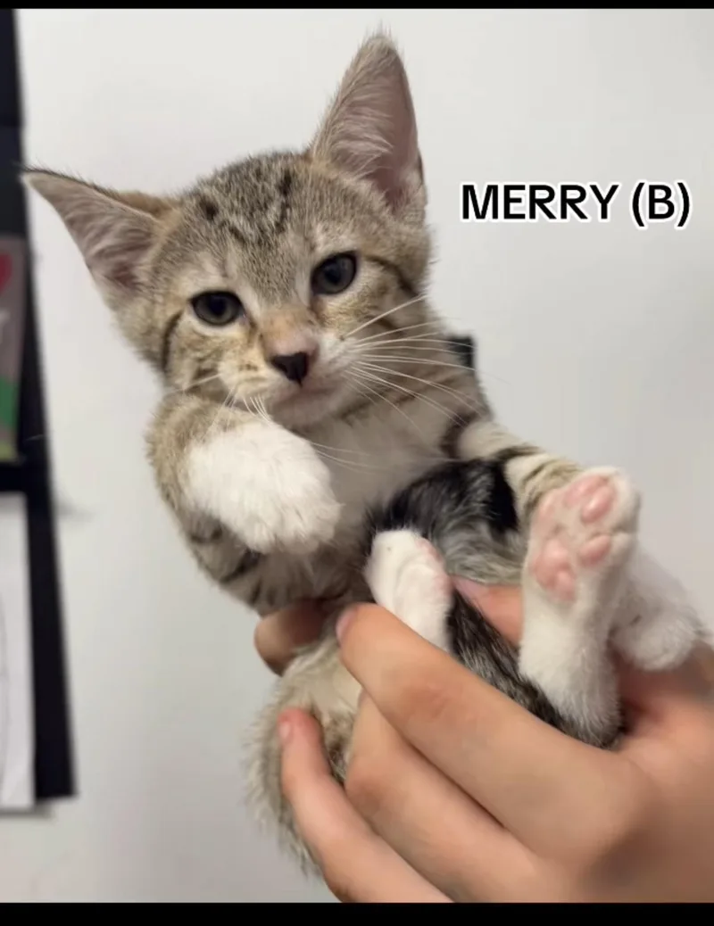 A baby small-sized male Domestic Short Hair cat named Merry for adoption in Sneads Ferry, NC