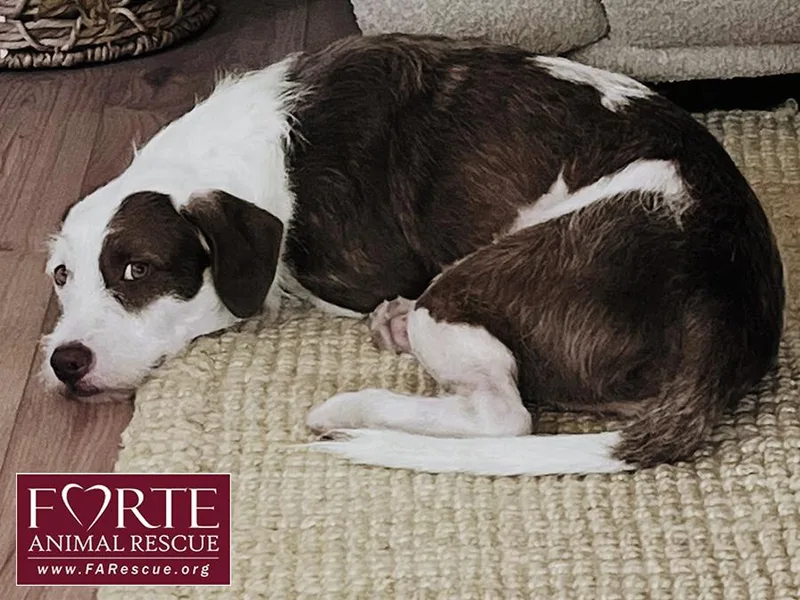 A young medium-sized male Brown / Chocolate Wire Fox Terrier dog named Teddy for adoption in Marina Del Rey, CA