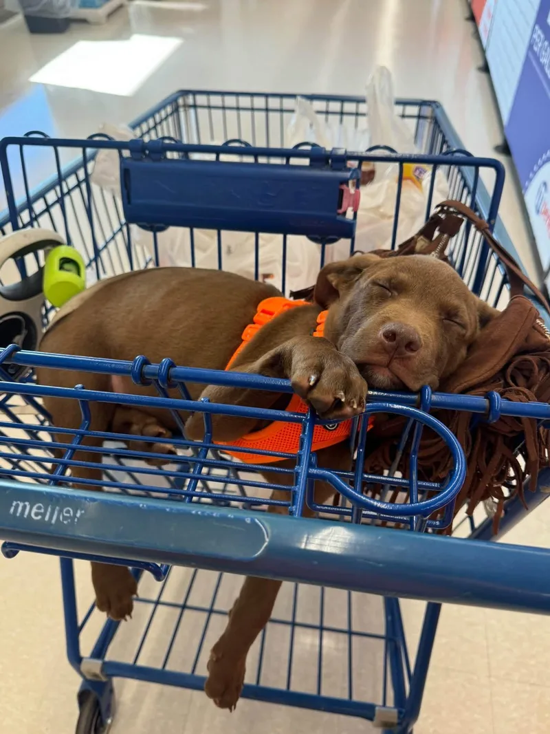 A baby medium-sized male Chocolate Labrador Retriever dog named Hans for adoption in Alma, MI