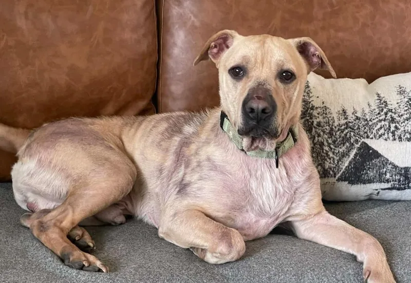 An adult medium-sized male Labrador Retriever dog named Chief for adoption in Walnutport, PA