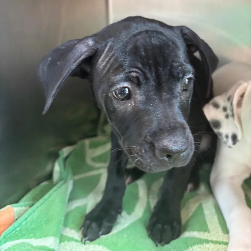 A baby small-sized female Mixed Breed dog named Ashley for adoption in Council Bluffs, IA