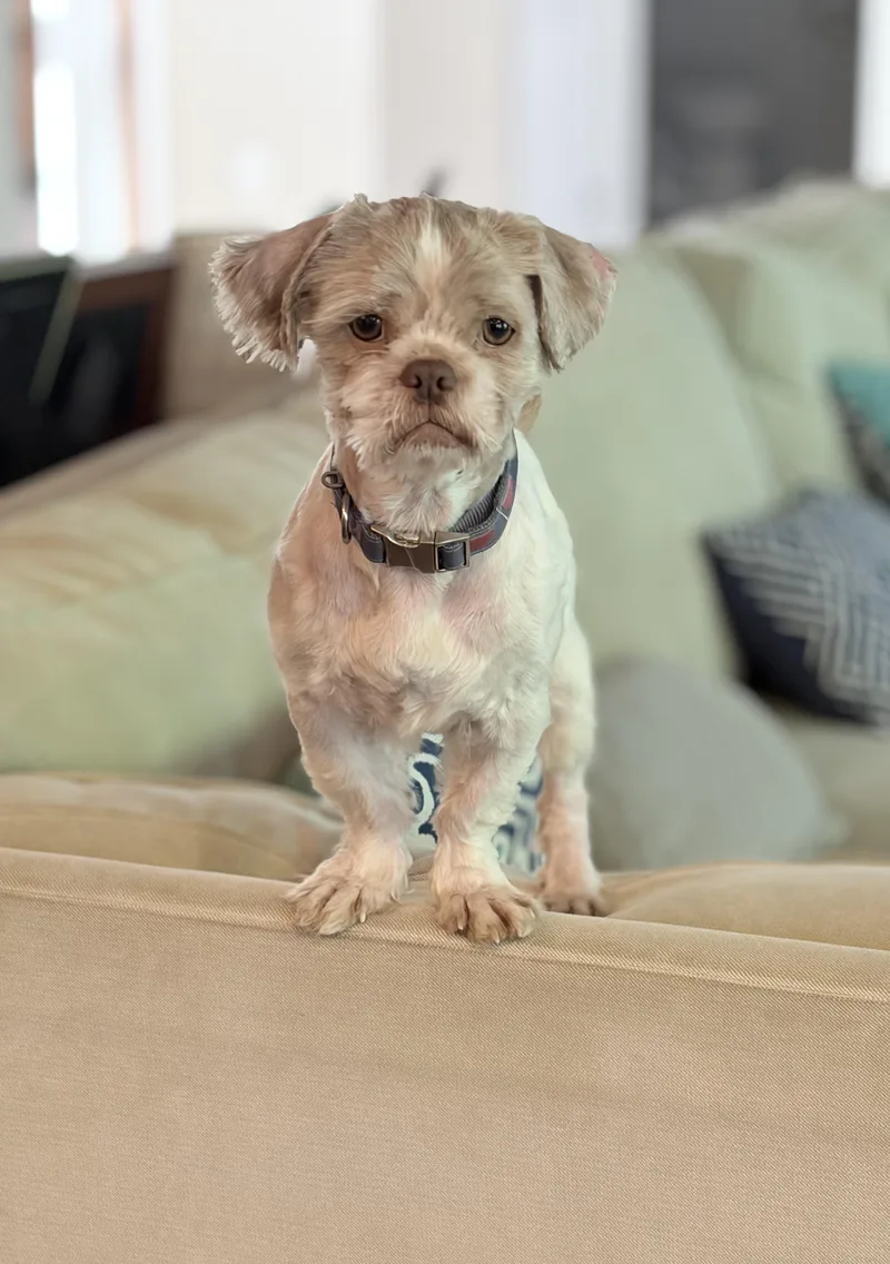 A young small-sized male Shih Tzu dog named Tucker for adoption in Gainesville, VA