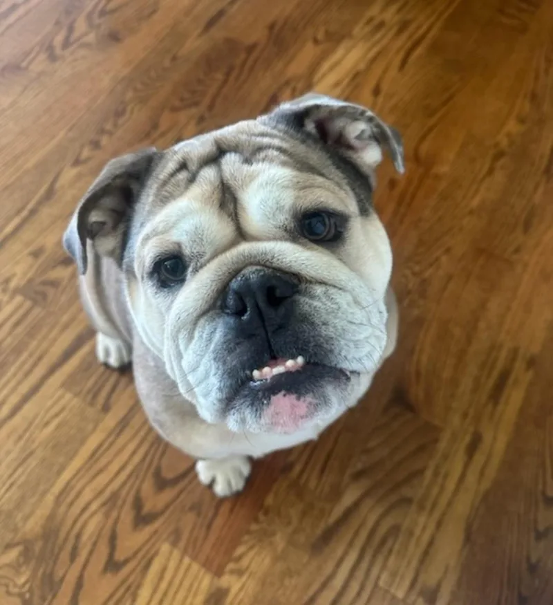 An adult large-sized female English Bulldog dog named Hippolyta for adoption in merrillville, IN