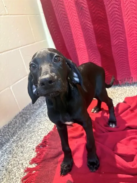 A baby medium-sized male Labrador Retriever dog named Duke for adoption in Brewster, MA
