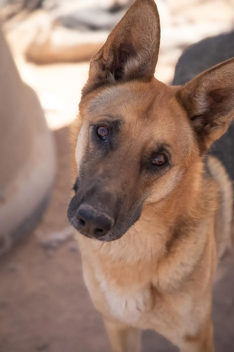 A young medium-sized male German Shepherd Dog dog named Copper for adoption