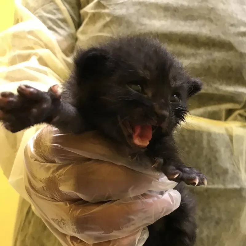 A baby small-sized male Black Domestic Short Hair cat named Mayor McCheese for adoption in Philadelphia, PA