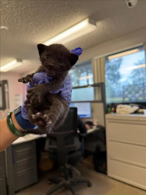 A baby small-sized female Black Domestic Short Hair cat named Nora for adoption in Woodland, CA