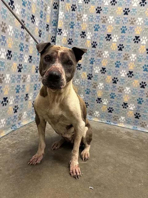 An adult large-sized female Staffordshire Bull Terrier dog named Paris for adoption in Rosenberg, TX
