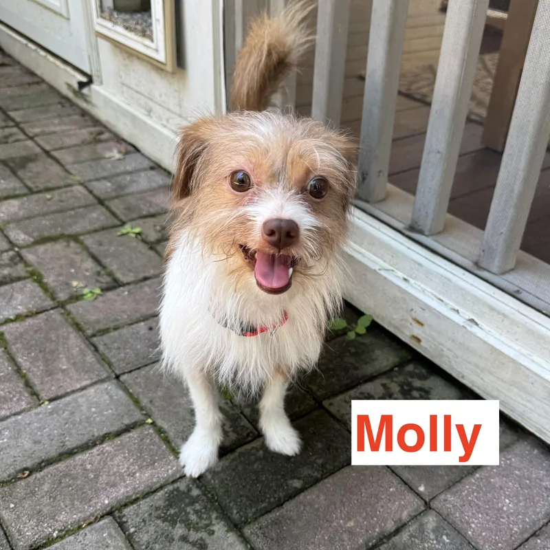 A young small-sized female Gray / Blue / Silver Terrier dog named Molly for adoption in Charlotte, NC