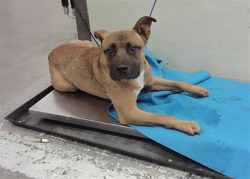 A young medium-sized male Staffordshire Bull Terrier dog named Rocko for adoption in Houston, TX