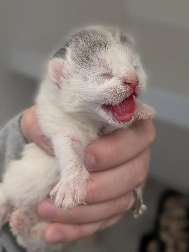 A baby small-sized female Domestic Short Hair cat named Noel for adoption in Greenfield, IN