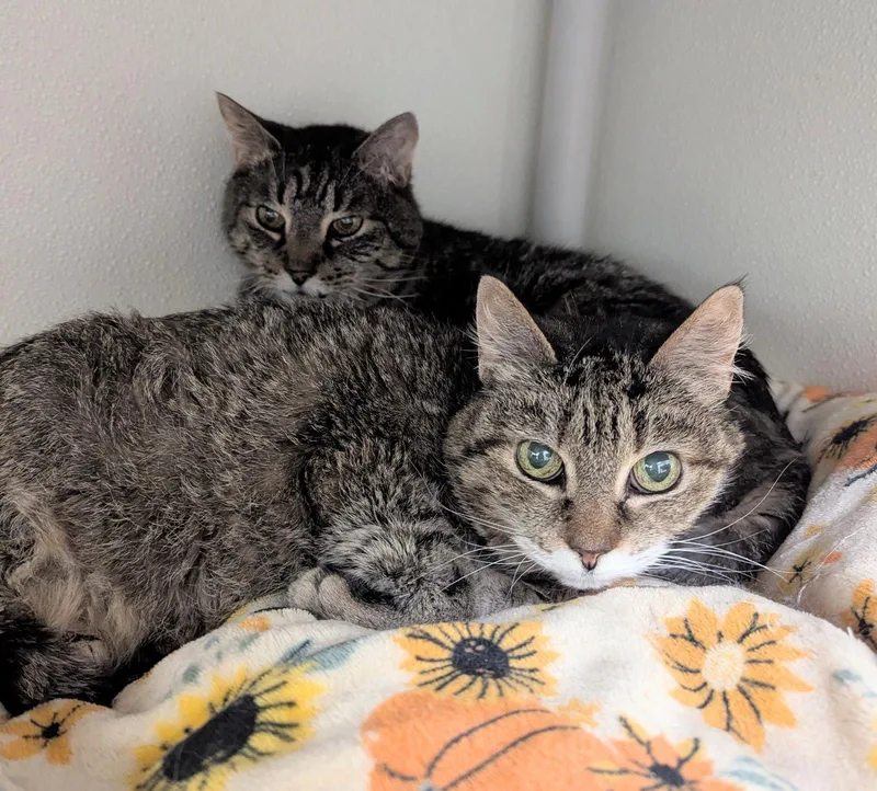 A senior medium-sized female Domestic Short Hair cat named Kay for adoption in Salem, MA